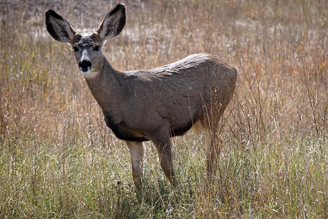 badlands south dakota deer