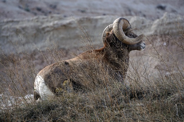 South Dakota Payout Record — South Dakota Ranch Insurance