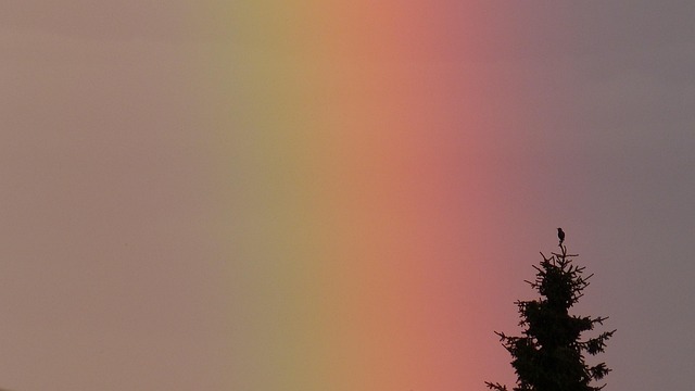 rainbow spectral colors nature tree bird