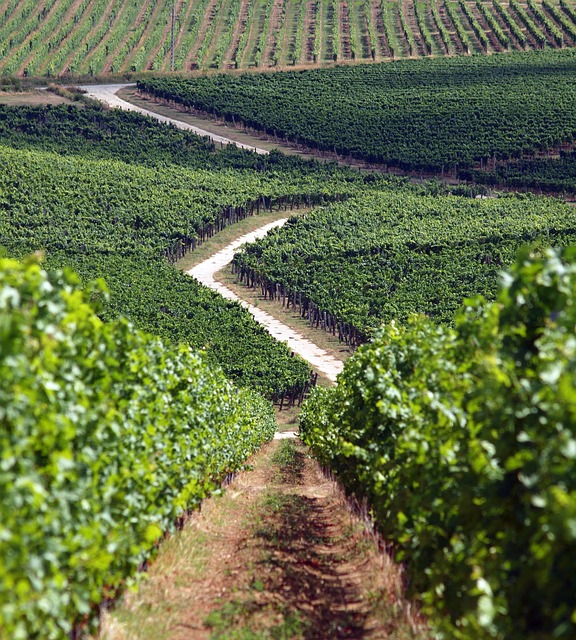 grape vineyard villány small loudness wine region baranya green plantation mood landscape vineyard vineyard vineyard vineyard