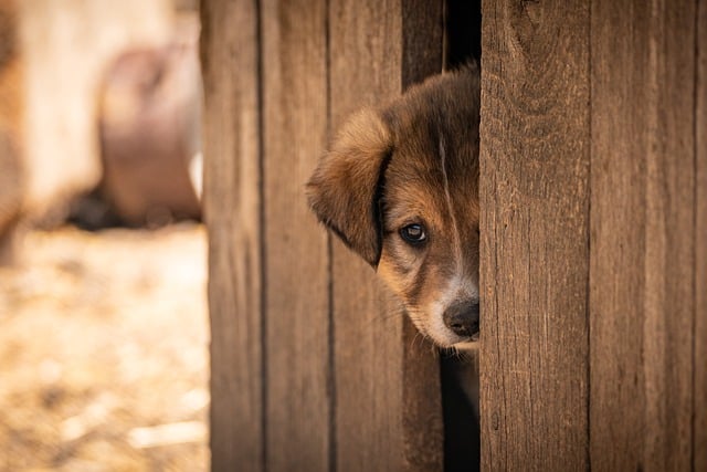 pet nature dog adopted adoption animal cute shelter puppy afraid alone