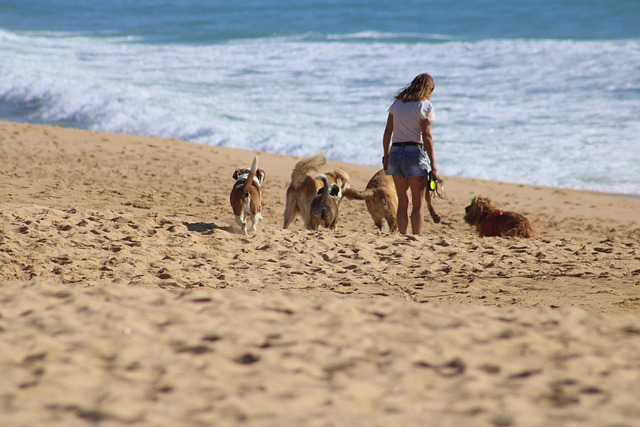 dogs person woman animal young female puppy together canine friendship pet helping ocean beach sand adoption domestic volun