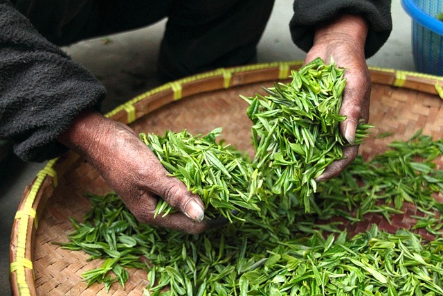 tea leaves hands fresh nature drying harvesting harvest agriculture tea leaves