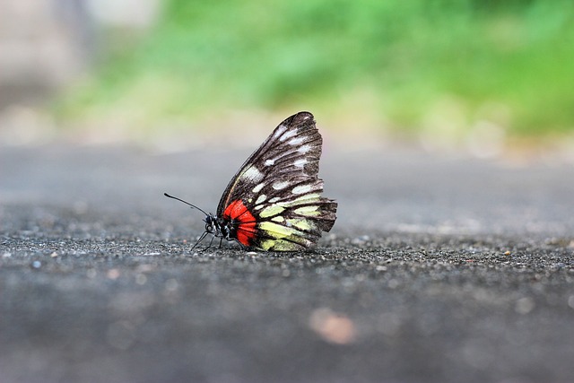 butterfly static landscape