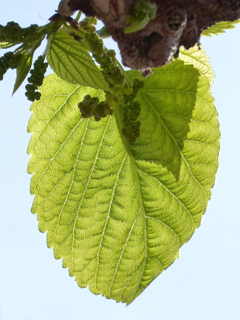 leaf outbreak mulberry moral nature sprout tender leaves spring translucent