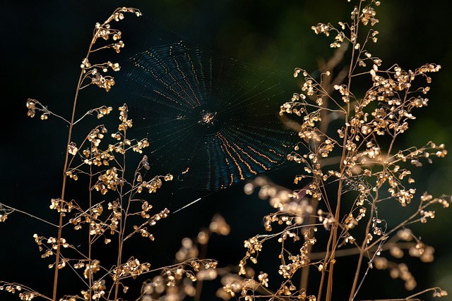 spider arachnid plants bush spider web meadow nature