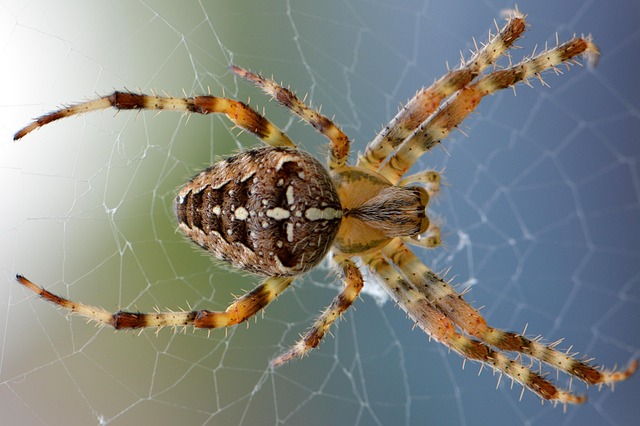 spider animal cobweb arachnid spider web web orb weaver spider arthropod wildlife nature animal world closeup spider spider sp