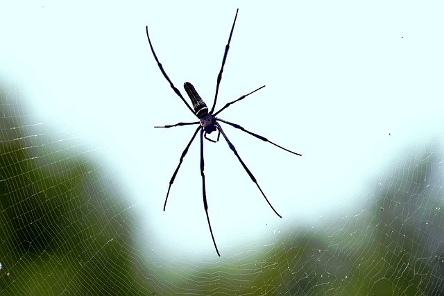 spider arachnid animal cobweb spiderweb giant spider wildlife nature spider spider spider spider spider giant spider