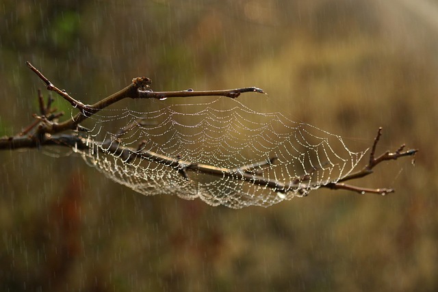 spider web web nature habitat macro raindrops water wet spider