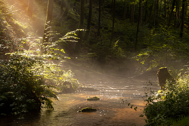fall summer forest flow fog sunbeams nature summer summer summer summer summer