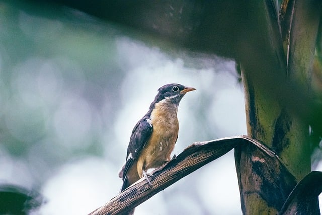 pied cuckoo clamator jacobinus wild birds of india wildlife of india nature wildlife bird animal monsoon green rain wings plants