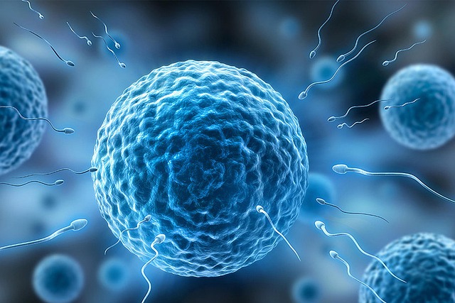 Key Factors to Consider — The Ovary Is Surprisingly Active After