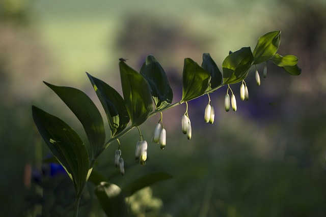 solomon s seal olygonatum odoratum forest plant real solomon s seal wild wildflower fragrant weisswurz solomon s seal solomon s seal