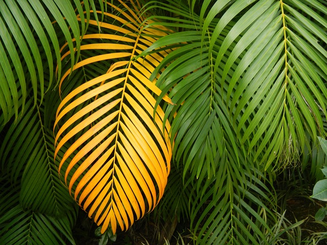leaf nature multiplying tropical