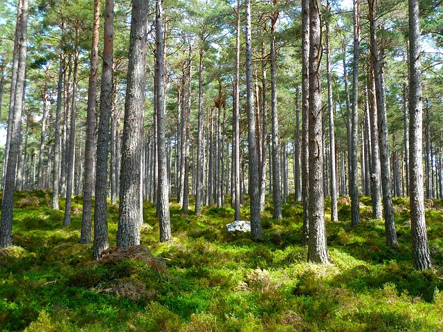 Compare quotes without false precision — The Woodlands Family Law