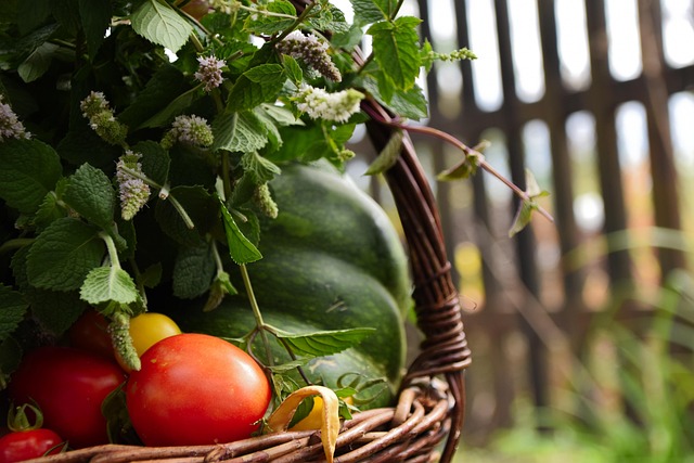 Insider Tactics — Tomato Robot vs. Manual