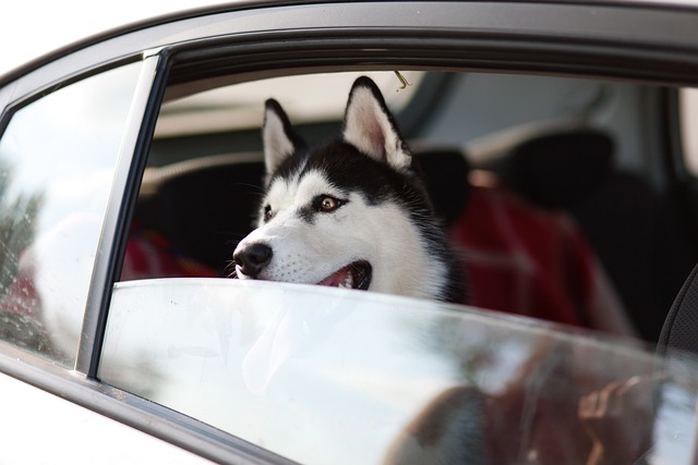 machine dog pet window animal trip husky