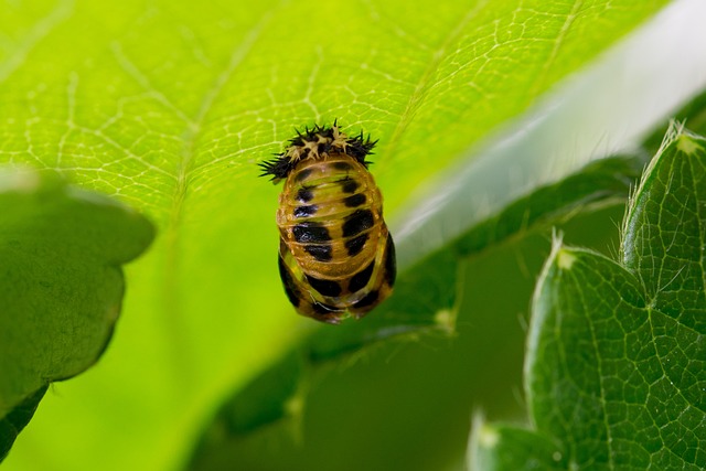 larva ladybug mummy doll twenty two point puppet bristling glue hang pupation pupates beetle beetle larva beetle doll ladybug l