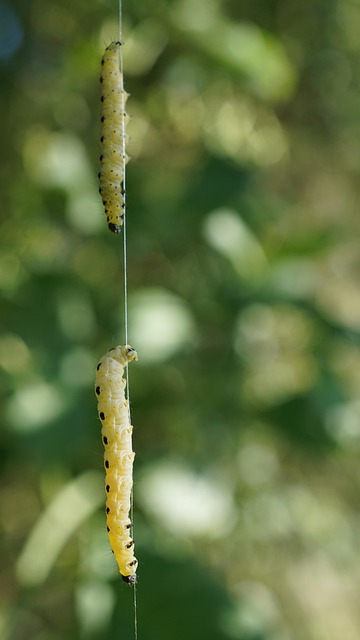 caterpillars thread be crazy animals duo two to crawl perpendicular nature background yellow black green small biodiversity i