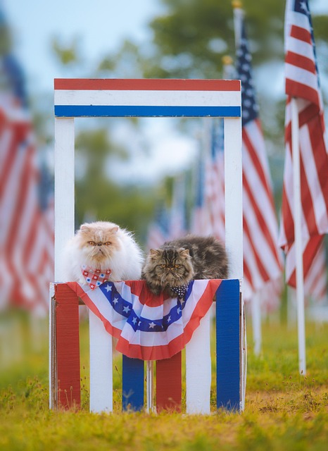persian cats united states independence day cats fourth of july nature american flags purebred cats animals pets feline july 4th