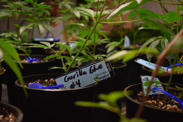 weed pot ganja seed to sale tracking cloning