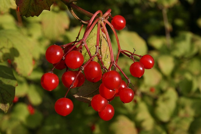 berry red mean snowball fruit