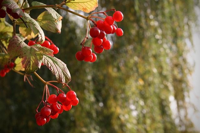 berry red mean snowball