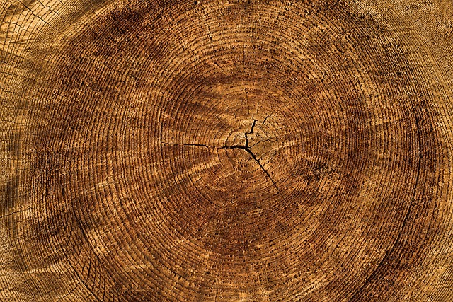 annual rings free wallpaper laptop wallpaper tree free background wallpaper hd desktop backgrounds texture beautiful wallpaper full