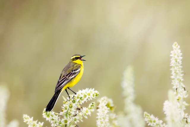 wild bird yellow wagtail motacilla flava whisper veratrum oxyseum veratrum album wetlands hokkaido japan hd wallpapers hd wallpape