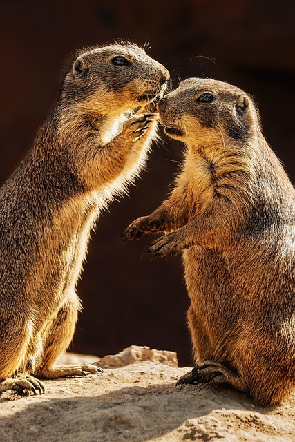 meerkat nature whisper animals cute funny upright