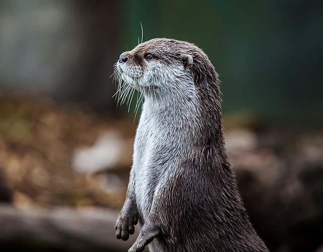 Costs and Numbers That Matter — Whisper vs Otter.ai 2026