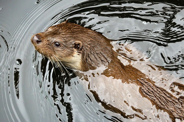 What the Evidence Does NOT Establish — Whisper vs Otter.ai 2026