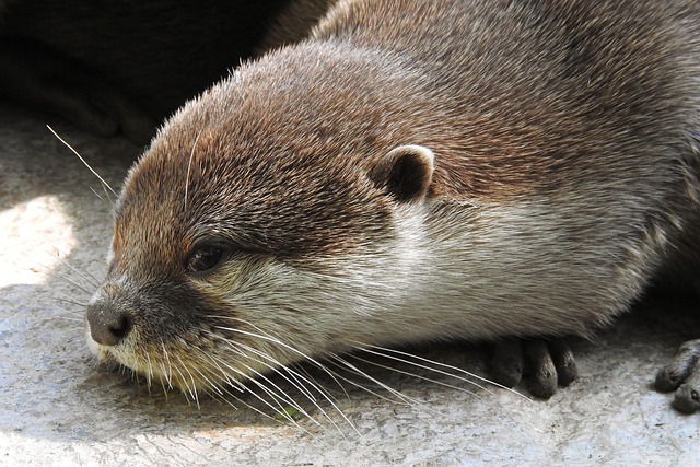 Options Compared: Whisper vs Otter vs Hybrid — Whisper vs Otter.ai 2026