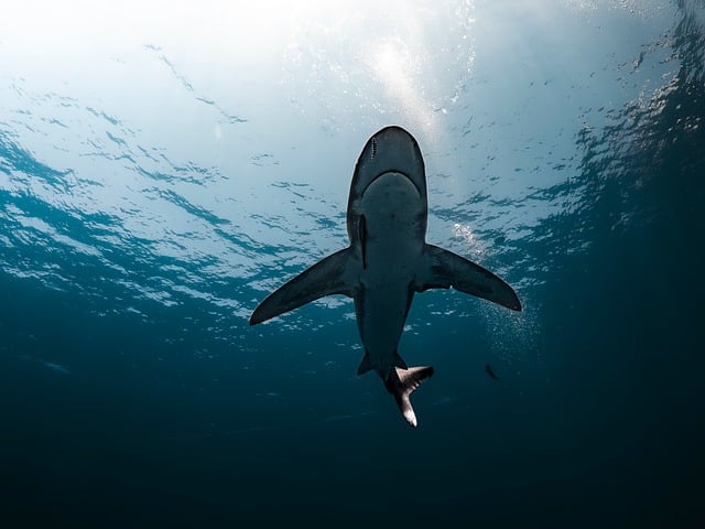 shark deep sea oceanic whitetip shark