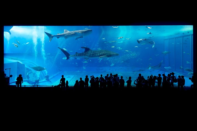 When Vividness Is Right — Why 47 Shark Bites in 2024