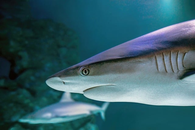 The Three-Way Test — Why 47 Shark Bites in 2024