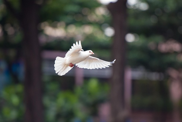 bird dove flying dove flying bird nature dove dove dove dove dove
