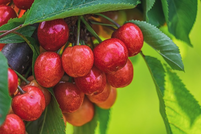 cherry sweet cherry bing fruit red cute vitamins healthy cherry tree branch summer nature cherry cherry cherry cherry cherry