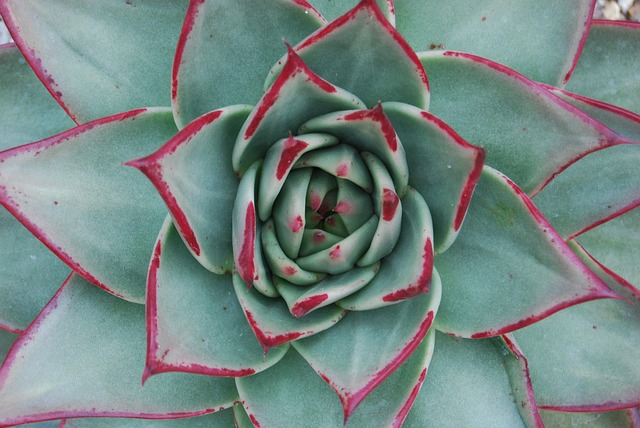 leaves spiral nature golden ratio